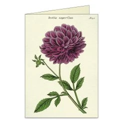 Cavallini Botanical Boxed Note Cards -DRAWING SUPPLIES shop 75385 1001 3 4ww