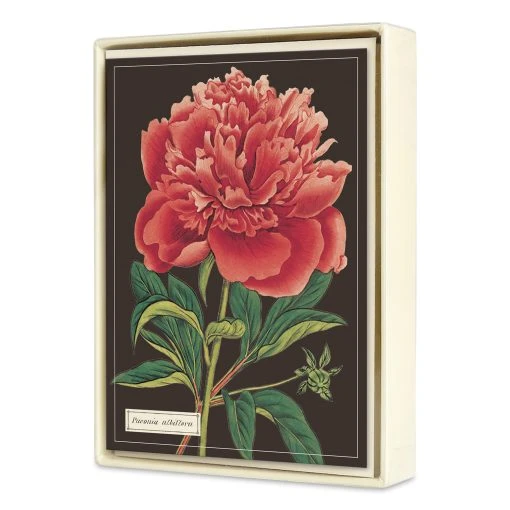 Cavallini Botanical Boxed Note Cards -DRAWING SUPPLIES shop 75385 1001 M 4ww